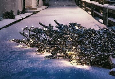 Umgefallener Christbaum liegt mit Beleuchtung im Schnee
